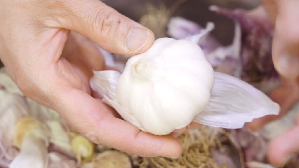 아삭한 마늘장아찌 담그는법. 1년이 지나도 녹변현상 걱정 없이 맛있는 마늘장아찌 만드는법